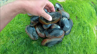 How to Dig Sand Gaper Clams by Hand  A Great Bait for Gilthead Bream and Bass [upl. by Abisia]