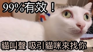 99有效！貓咪會有反應的聲音 貓咪音效｜Cats will come to you [upl. by Paine]