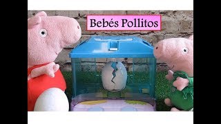 Peppa Pig y el nacimiento de los bebés pollitos de Little Live Pets  Vídeos de Peppa Pig en español [upl. by Ariec]