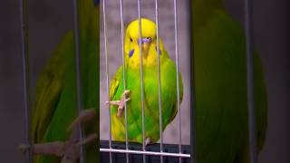 Ai thamo thamo ai dekho amr dim theke bacca ber hochee subscribe cute birdsofprey viral short 🐣 [upl. by Regnig971]