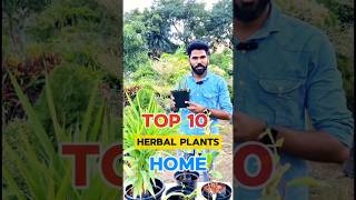 TOP 10 Herbal Plants for Home in Tamil  Terrace Garden [upl. by Rolyt]