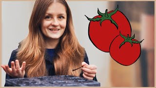 Tomaten im Haus aussäen und vorziehen 🍅 [upl. by Brittne]