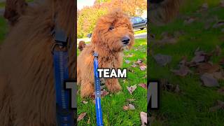 ✨️TEAM ROBLOX OR MINECRAFT PUPPY✨️ shorts puppy dog [upl. by Hackett130]