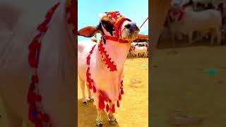 Bakra laray bado badi [upl. by Inavoig]