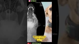 Obturador palatino digital para 🐶 shorts odontoveterinaria obturadorpalatino odontologia [upl. by Gasparo139]