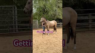 Buckskin filly desensitizing to saddle pad horsetraining [upl. by Rosati]