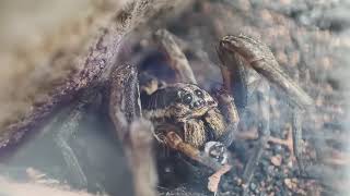 Wolf Spider Ate Its Own Leg [upl. by Adle719]