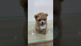 This is just a toy dog ​​from store No 5 Its so fun Champagnecolored Teddy small body fly [upl. by Bernhard]