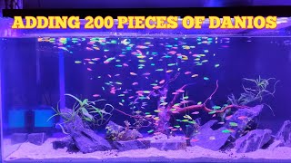 ADDING 200 MORE PIECES OF DANIOS ZEBRA FISH IN MY TANK [upl. by Mcginnis]