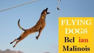 SUPERPOWER DOG ⭐️ EXTREME MALINOIS Dogs ⭐️JUMPING Belgian Shepherd🔎 COMPILATION amp FACTS [upl. by Darum]