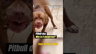 Maybe you dont know about the dangers of pitbull dogs shots animals dog [upl. by Gustin]