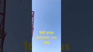 160 plus kabotar ura dia viralvideo trending shortvideo [upl. by Panthea281]