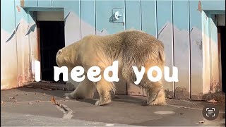 そばにいるだけで♡飼育員さんの姿を探すキロルʕ•ᴥ•ʔ釧路市動物園のホッキョクグマ [upl. by Ahsaelat181]