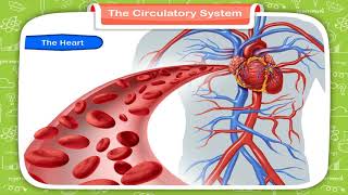 The Circulatory System class5 [upl. by Cimah]