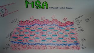 Histology of MediumSized Artery MSA [upl. by Atinad61]