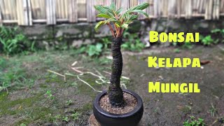 Proses Memindahkan Bonsai Kelapa MungilBatang Panjang [upl. by Dnilazor277]