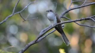 Blackbilled Cuckoo [upl. by Gnok]