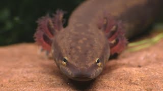 The Mudpuppy A North American Version Of The Axolotl [upl. by Adilem]