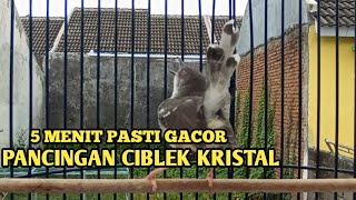 MASTERAN CIBLEK NGEBREN CIBLEK KRISTAL GACOR NGEBREN [upl. by Bratton]