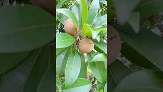 Sapodilla fruit chikoo sapodilla farming viralvideos shorts [upl. by Allerus19]