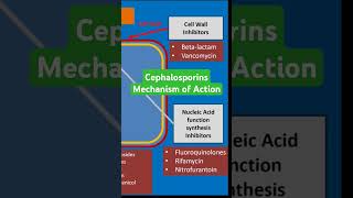 Cephalosporins Mechanism of Action [upl. by Enilada847]