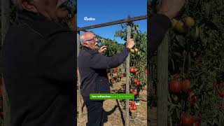 Plus de tomates en les cultivant en hauteur [upl. by Uah]