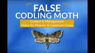 The False Codling Moth FCM Control amp Management [upl. by Oshinski]