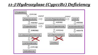 2020 Steroid Biosynthesis [upl. by Adall699]