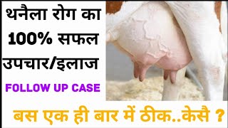 Treatment of AcuteClinical Mastitis with Pus घर पर थनैला रोग का इलाज कैसे करें [upl. by Lyrak]