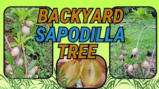 Tiny Sapodilla Tree LOADED with Fruit Silas Wood 2 years from planting [upl. by Pul]