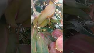 Ti plant Cordline fruticosa Asparagaceas nature relaxingsound shortvideo garden 😌 [upl. by Yamauchi]