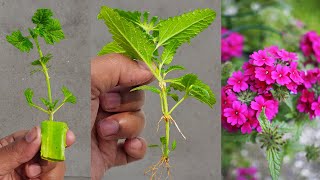 Growing Verbena tree How To Grow Verbena tree From Cuttings with aloe vera and onion [upl. by Belding]