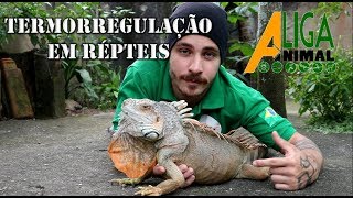 TERMORREGULAÇÃO EM RÉPTEIS [upl. by Tillion]