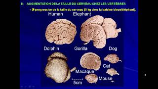 vidéo 10 éthologie et psychophysiologie la centralisation [upl. by Eenerb]