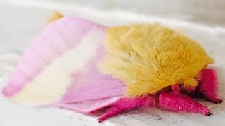 The Rosy Maple Moth Is The Cutest Bug On Earth Photos [upl. by Nallac]