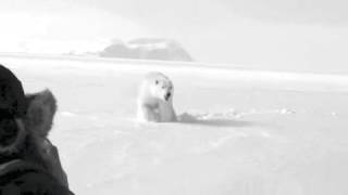 Polar Bear Encounter in Nunavut [upl. by Anitak513]