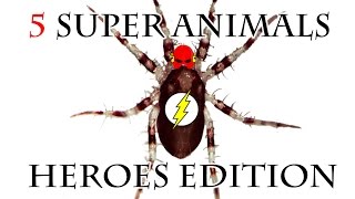 5 Animals with Super abilities FACTery 3 [upl. by Herb341]