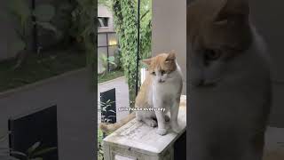 Part 2Timid and gluttonous kitten shortvideo pets animals animal cute pet cat shorts [upl. by Zenger]