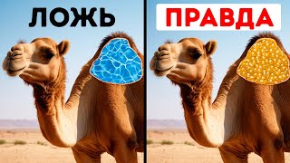 50 Фактов о животных о которых нам не рассказывали на уроках биологии [upl. by Nocaed841]