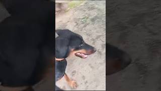 സുന്ദരിയെ ഫ്രീ ആയിട്ട് വേണോ  Doberman free adoption  doberman dog shorts free puppy pets [upl. by Noramac]