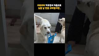 리트리버 키우면서 처음으로 눈물 날 뻔했는데 😭 [upl. by Nuaj]