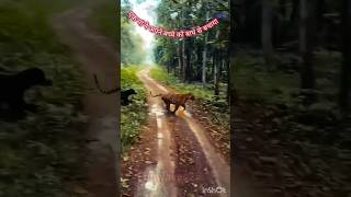 Tiger Vs Sloth Bear  बाघ और भालू  Tiger  Sloth Bear  shots trending wildlife tiger [upl. by Ayk]