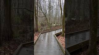 Trails through Merchants Millpond State Park [upl. by Rust]