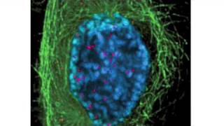 Mitosis vs Meiosis [upl. by Woodhead]