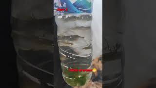 Part 3 dapat ikan arwana kw quotaplocheilus panchaxquot ikanhias ikan [upl. by Ientirb]