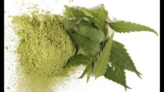 How to make neem powder at home  DIY [upl. by Cirad528]