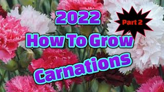 2022 how to grow carnations from seed part 2 [upl. by Corine]