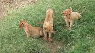 Offbeat Pride lion cubs [upl. by Hi]