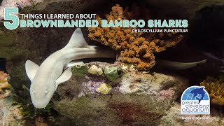 5 Things I Learned About Brownbanded Bamboo Sharks [upl. by Zonda]