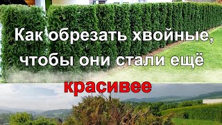 Обрежь так и хвойные у тебя станут ещё прекраснее Conifer pruning [upl. by Shina290]